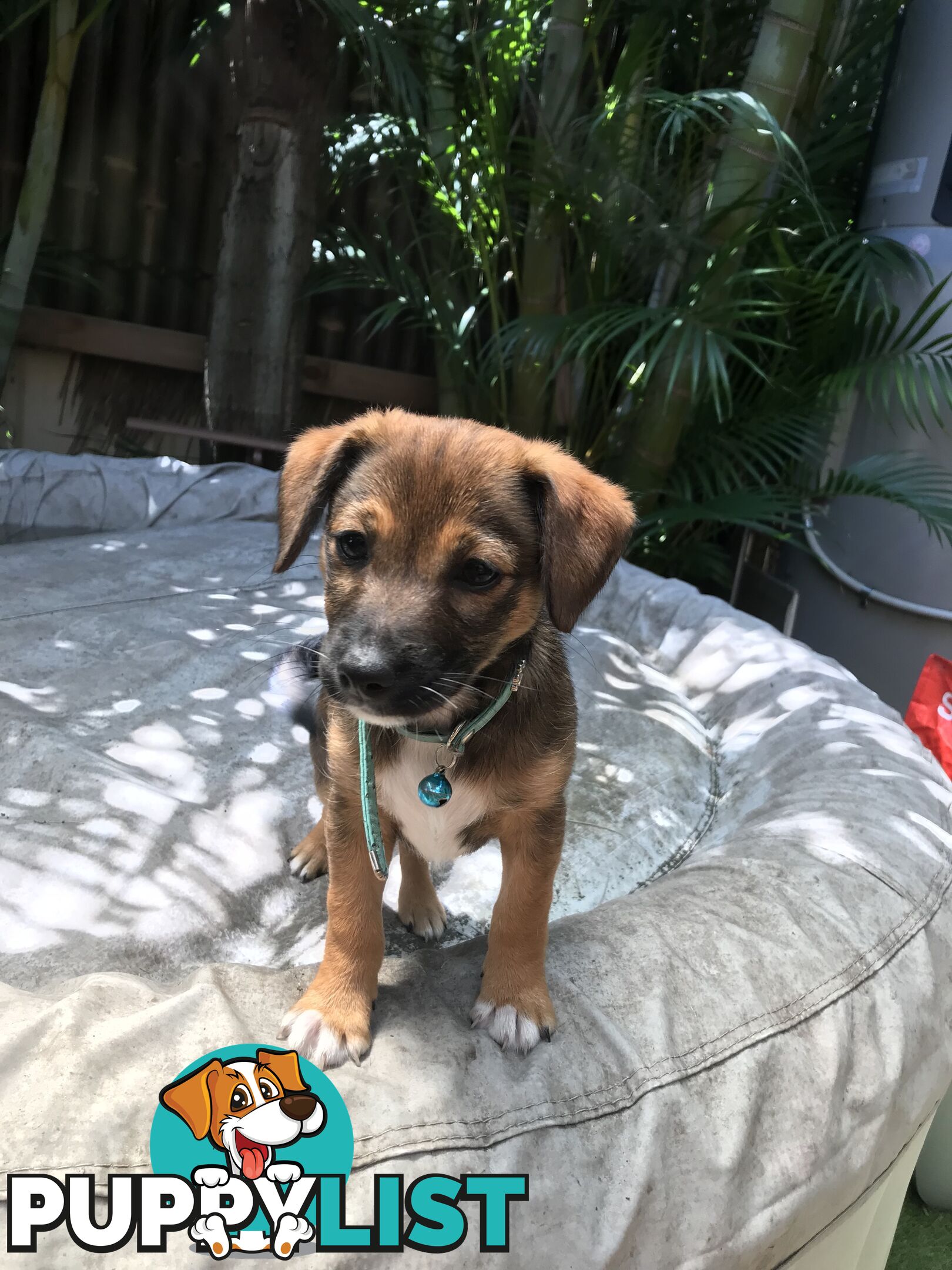 Jack Russell cross puppies