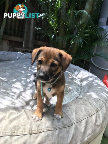 Jack Russell cross puppies