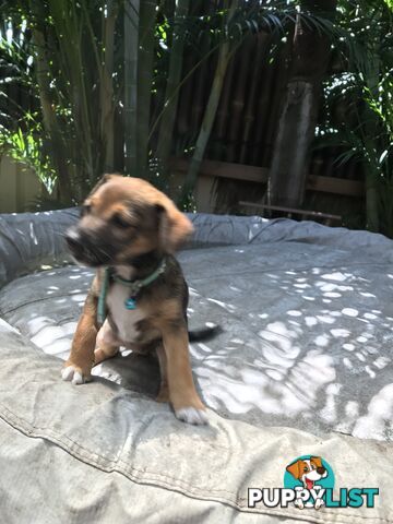 Jack Russell cross puppies