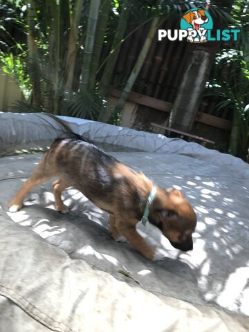 Jack Russell cross puppies