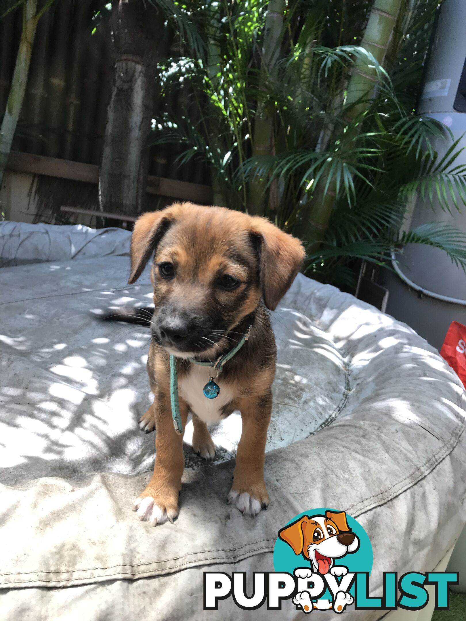 Jack Russell cross puppies