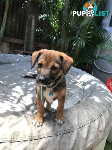 Jack Russell cross puppies