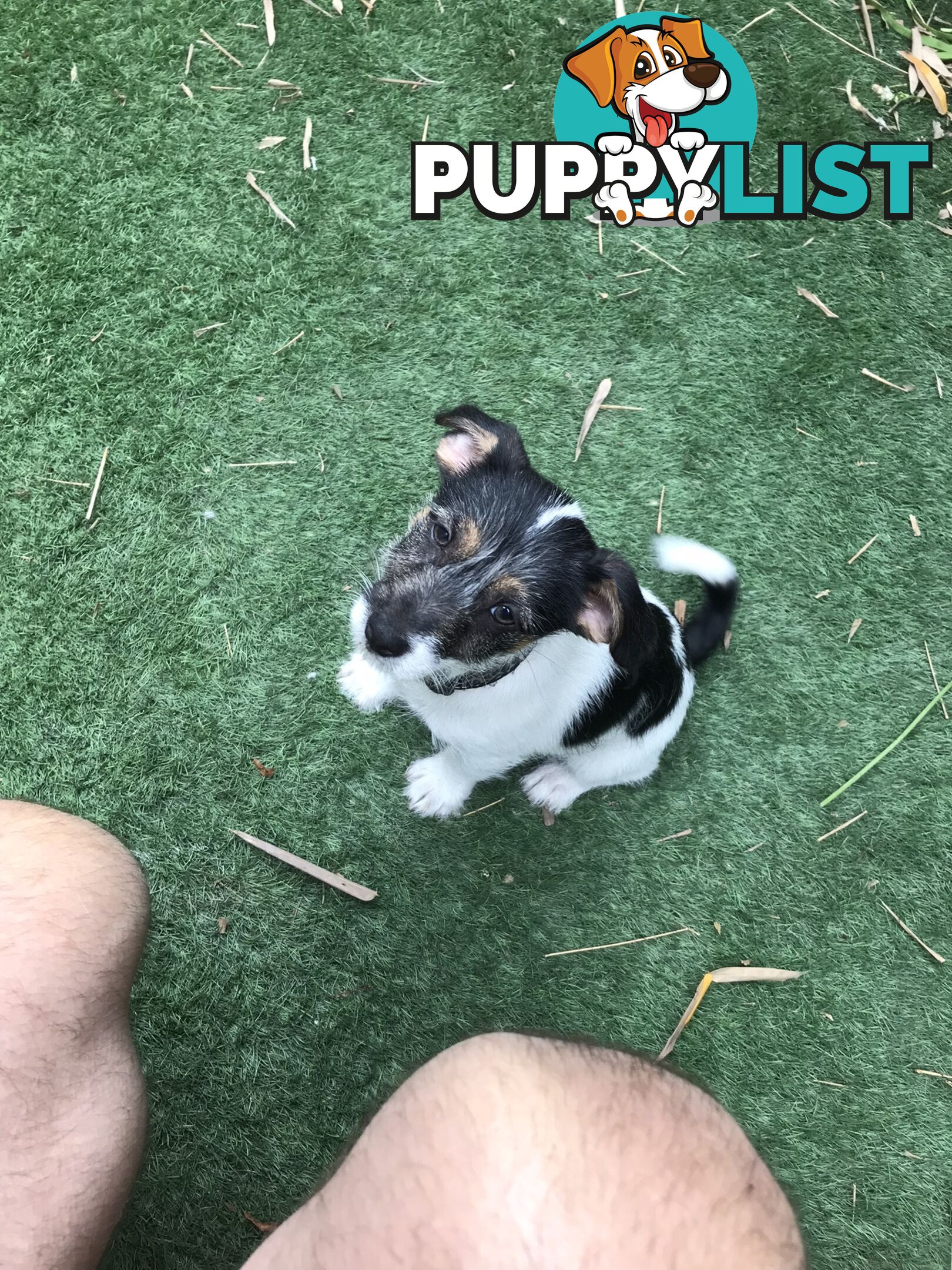 Jack Russell cross puppies