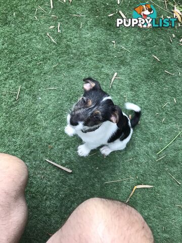 Jack Russell cross puppies