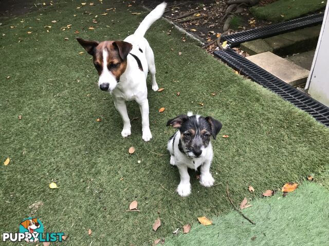 Jack Russell cross puppies