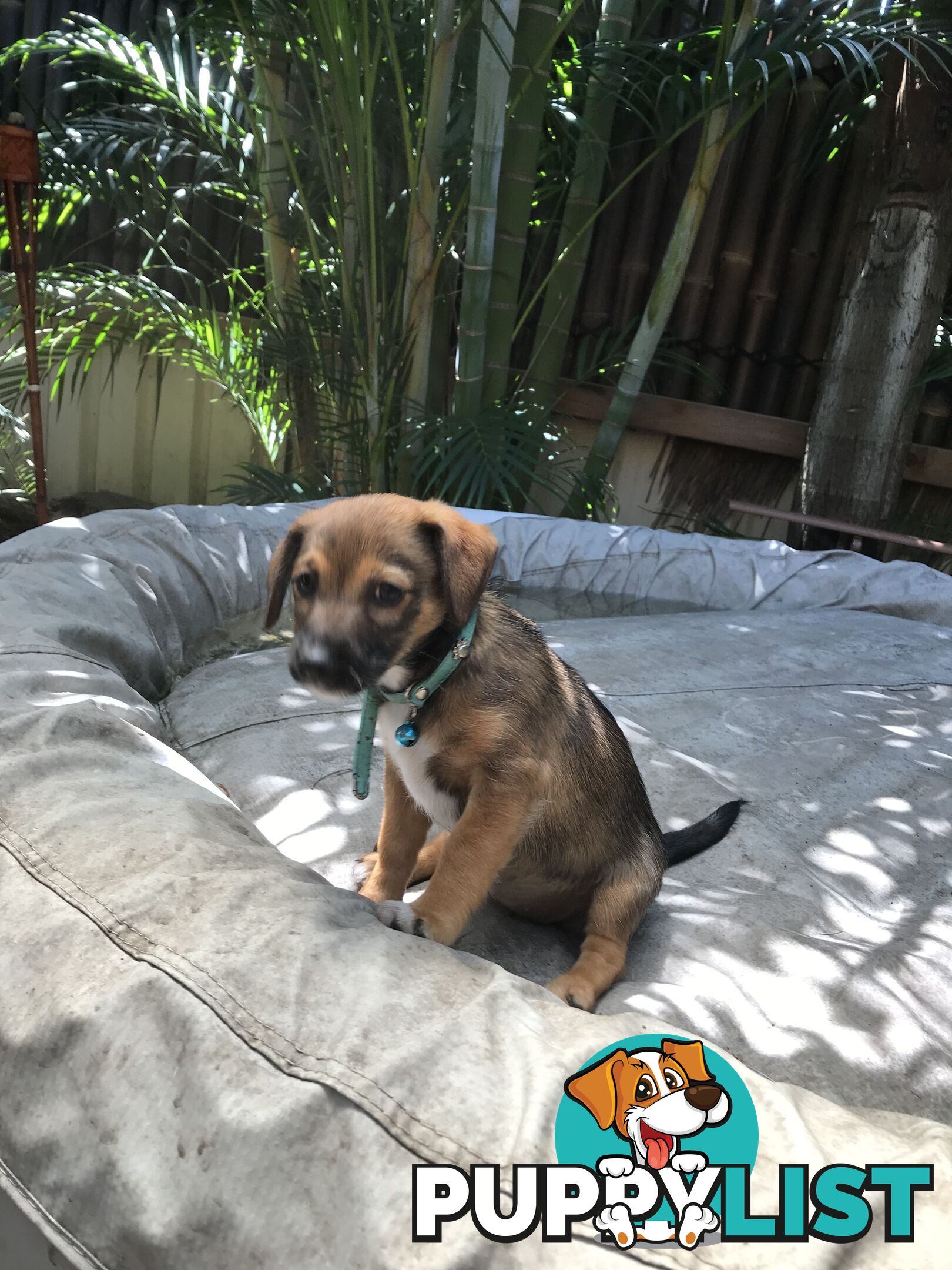 Jack Russell cross puppies