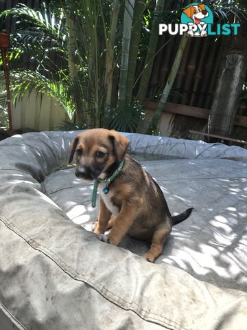 Jack Russell cross puppies