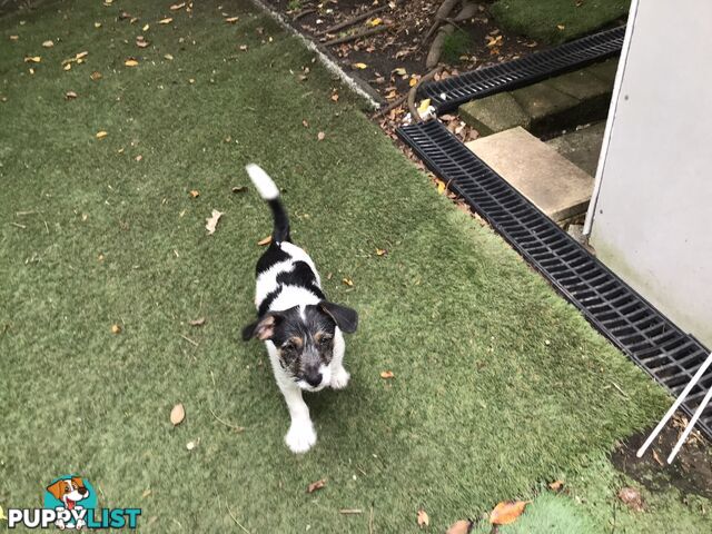 Jack Russell cross puppies