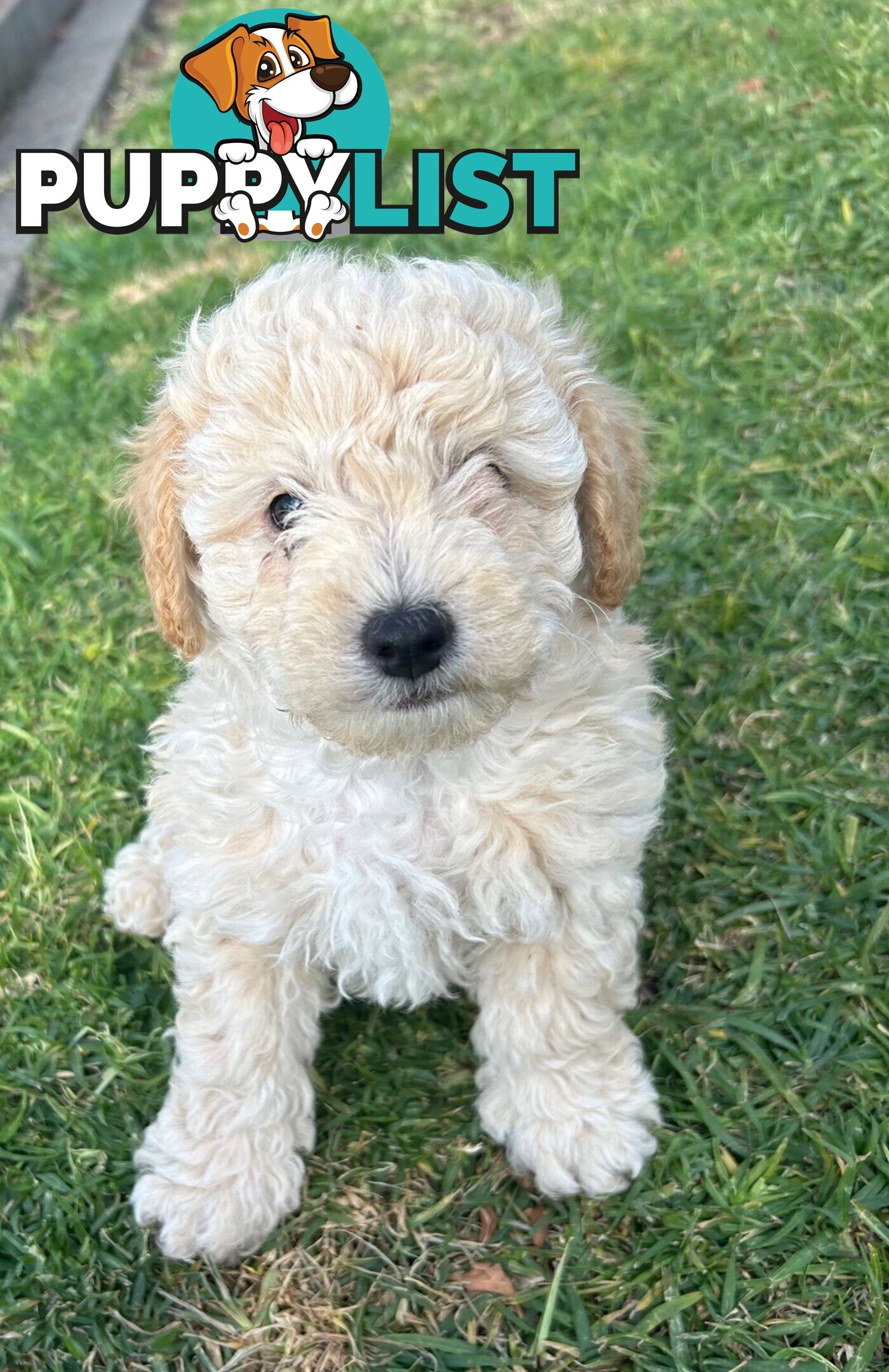 Maltese Shihtzu x Poodle