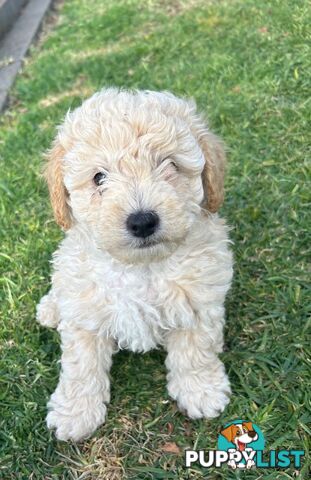 Maltese Shihtzu x Poodle