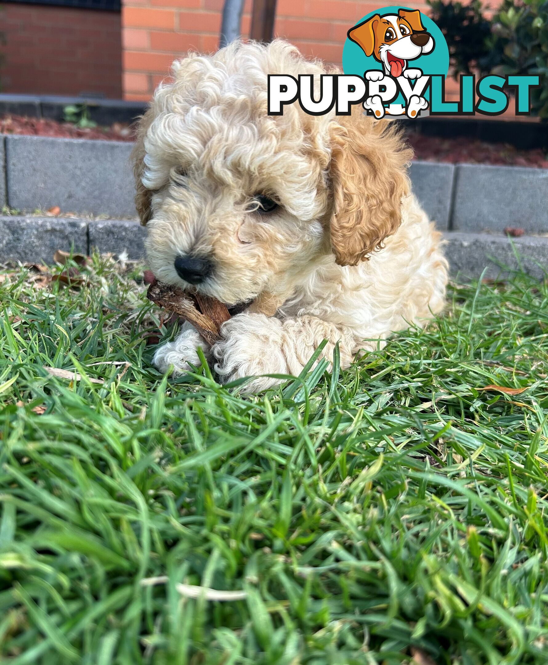 Maltese Shihtzu x Poodle