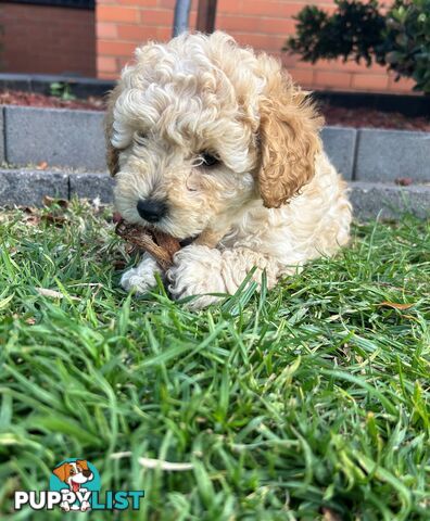 Maltese Shihtzu x Poodle