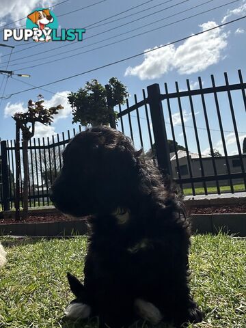 Maltese Shihtzu x Poodle