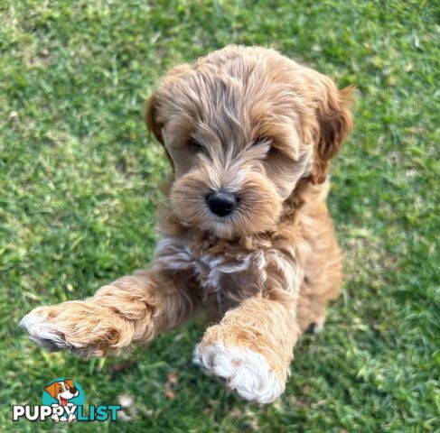 Maltese Shihtzu x Poodle