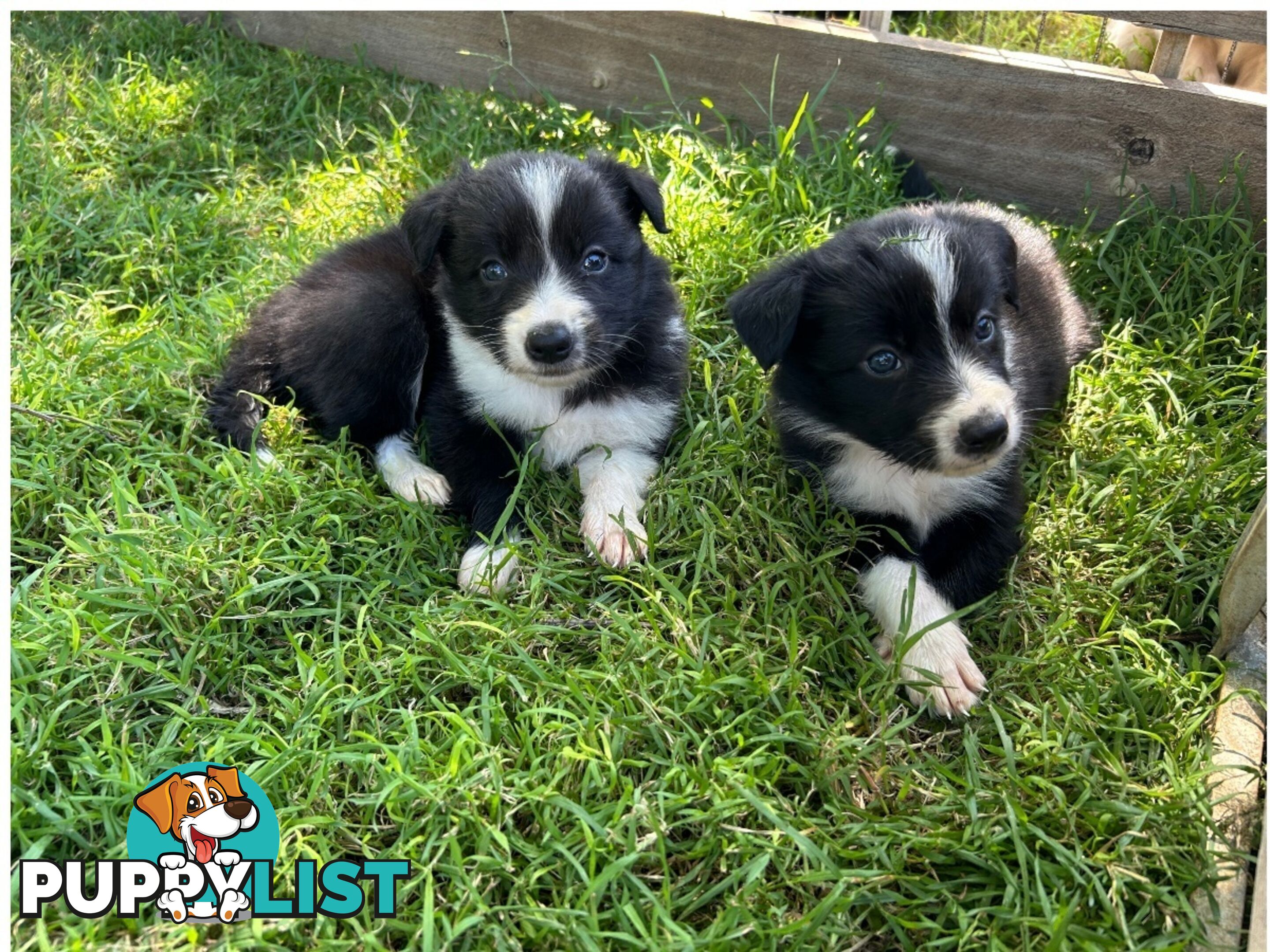 Black and White Border Collies