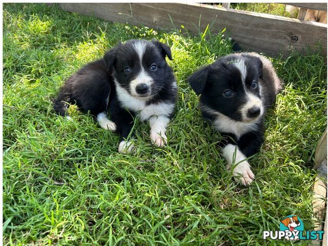 Ready to go! Black and White Border Collies