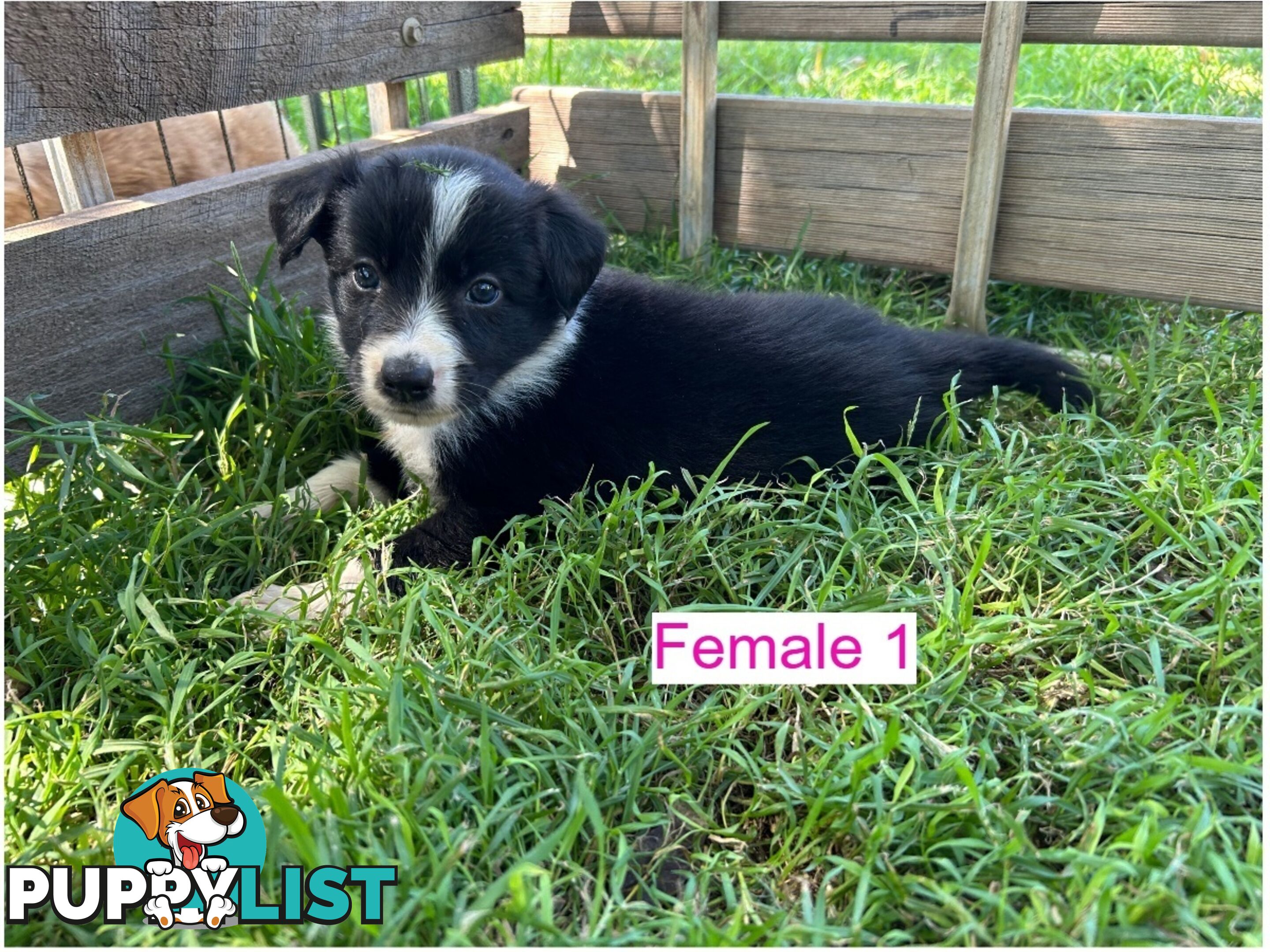 Black and White Border Collies