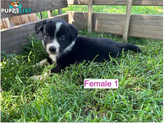 Black and White Border Collies