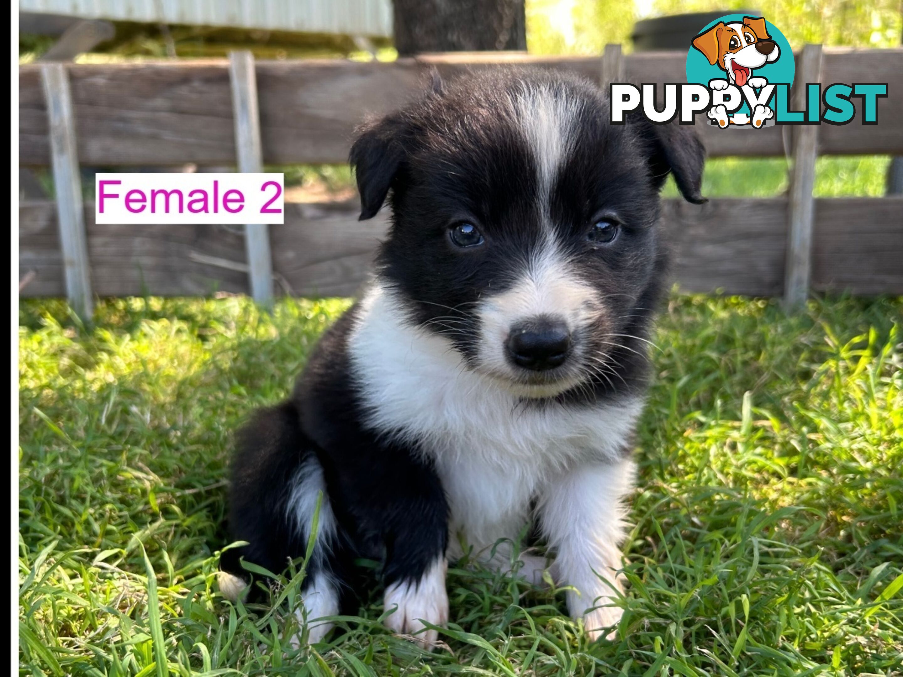 Black and White Border Collies