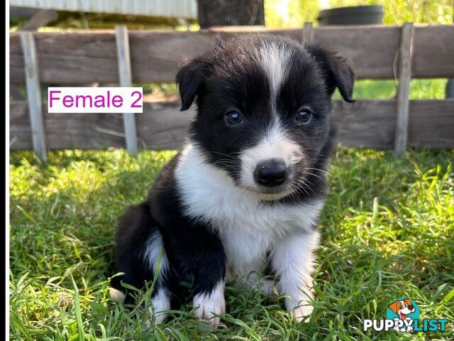 Black and White Border Collies