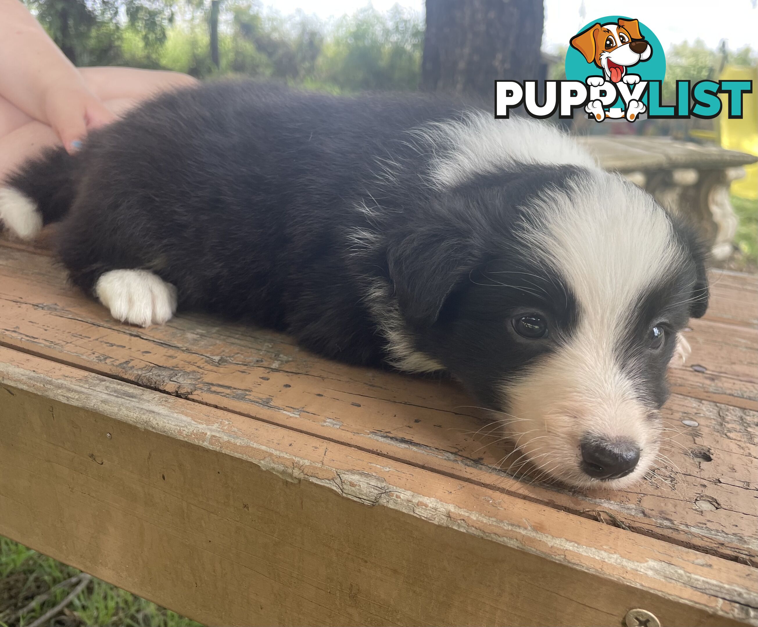 Male Border Collie