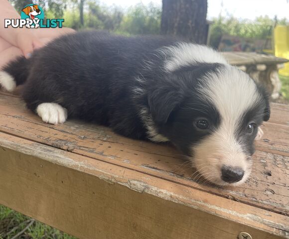 Border Collies