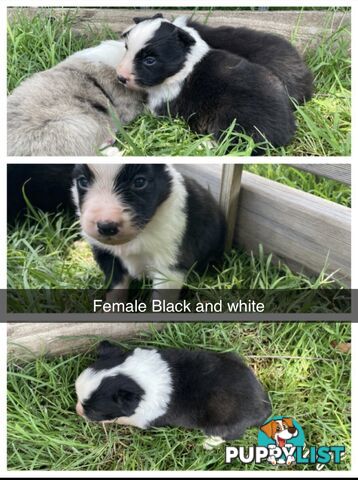 Male Border Collie