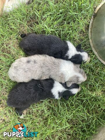 Border Collies