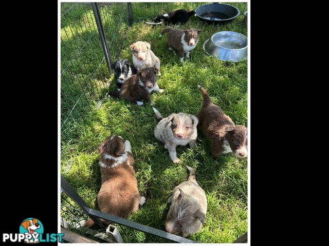 Border Collies