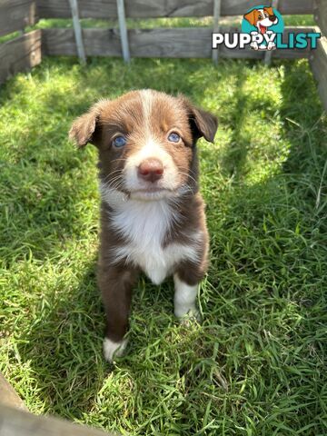 Ready to go Beautiful Border Collies