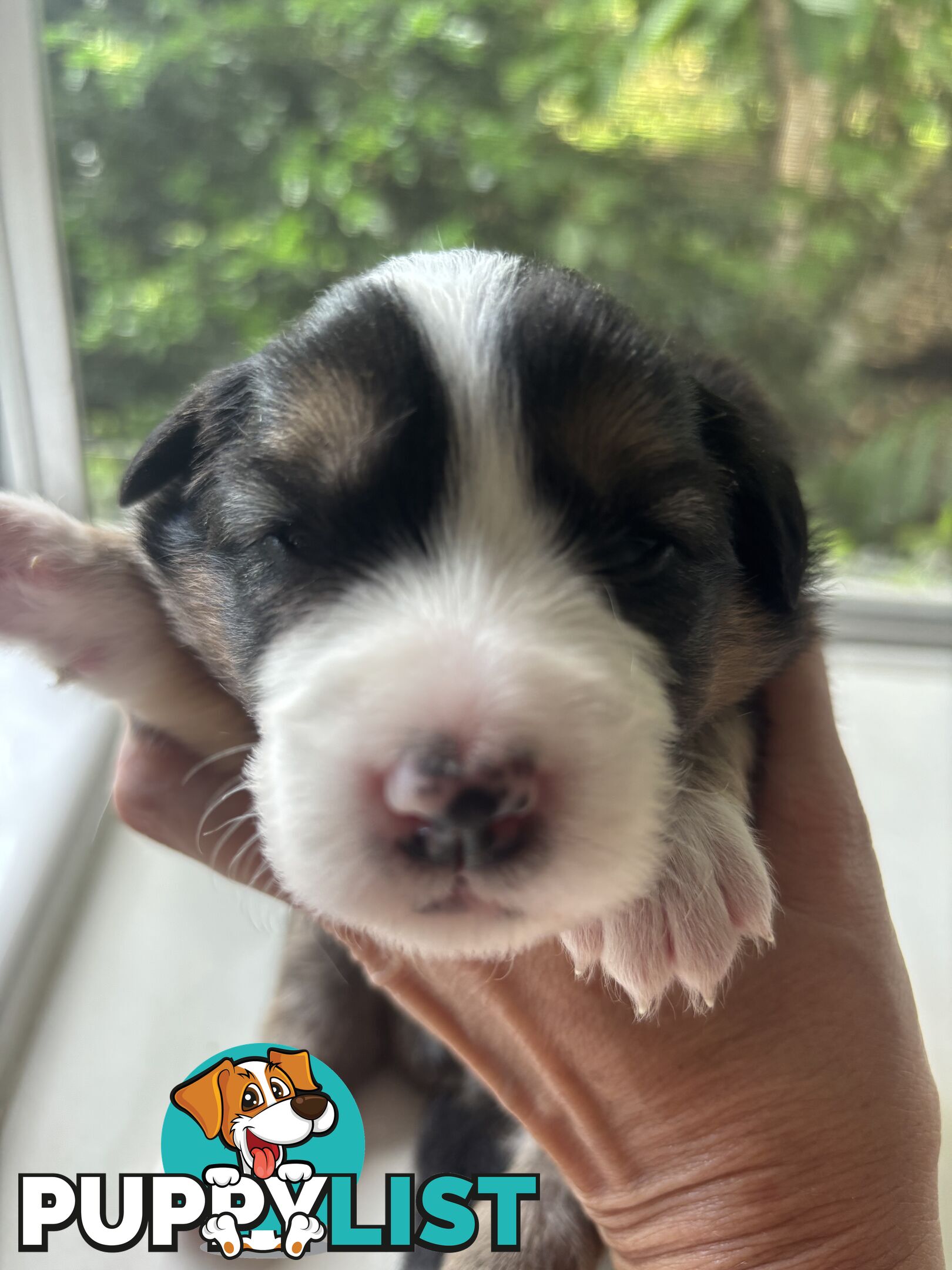 BORDER COLLIE PUPPIES -Pure Bred Medium Coat - Rare Colours