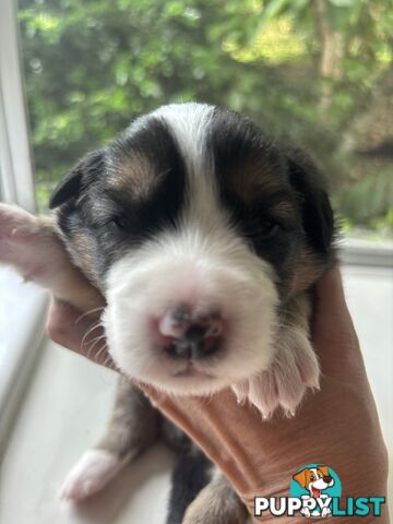 BORDER COLLIE PUPPIES -Pure Bred Medium Coat - Rare Colours