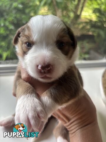 BORDER COLLIE PUPPIES -Pure Bred Medium Coat - Rare Colours