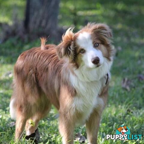 BORDER COLLIE PUPPIES -Pure Bred Medium Coat - Rare Colours