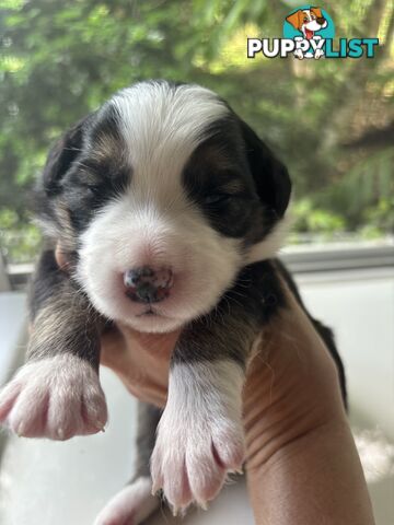 BORDER COLLIE PUPPIES -Pure Bred Medium Coat - Rare Colours