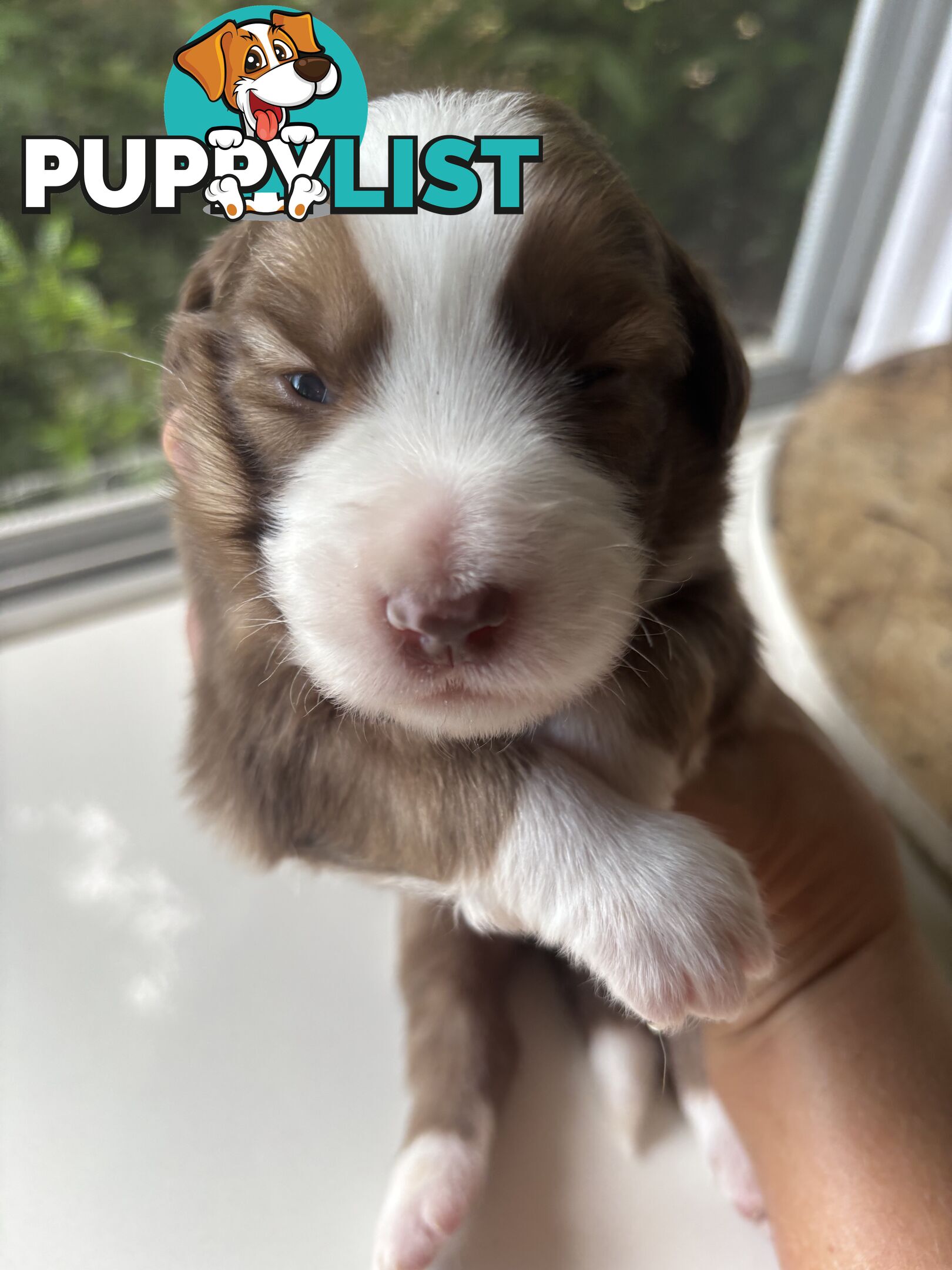 BORDER COLLIE PUPPIES -Pure Bred Medium Coat - Rare Colours