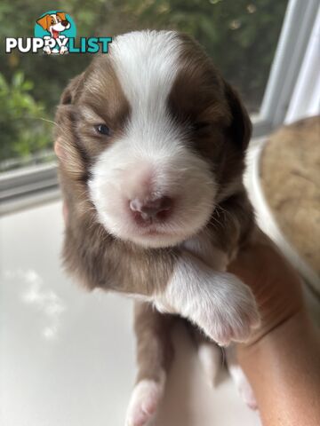 BORDER COLLIE PUPPIES -Pure Bred Medium Coat - Rare Colours