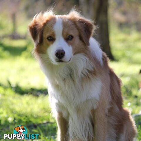 BORDER COLLIE PUPPIES -Pure Bred Medium Coat - Rare Colours