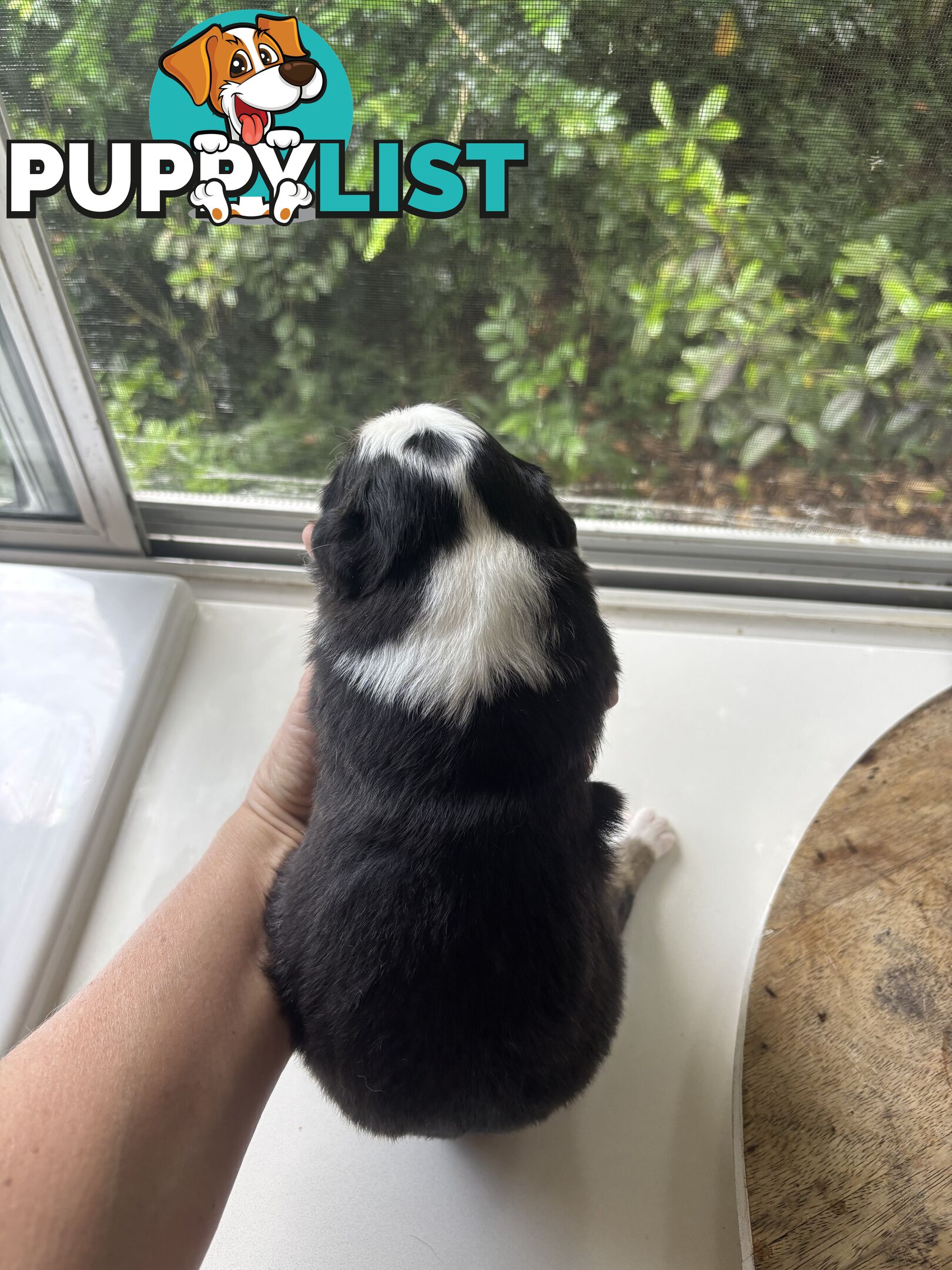 BORDER COLLIE PUPPIES -Pure Bred Medium Coat - Rare Colours