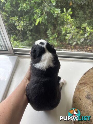 BORDER COLLIE PUPPIES -Pure Bred Medium Coat - Rare Colours