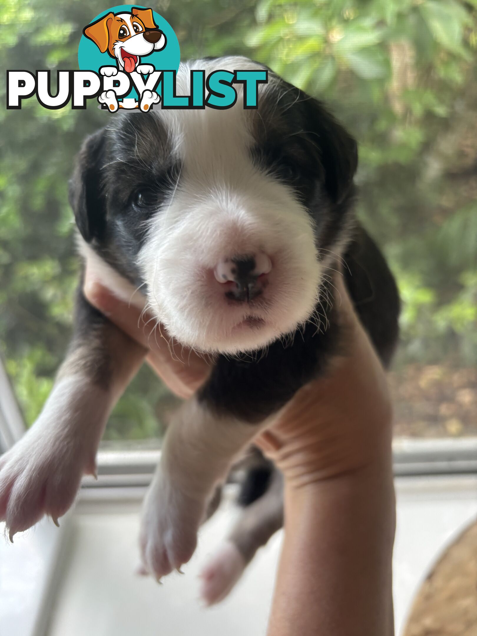 BORDER COLLIE PUPPIES -Pure Bred Medium Coat - Rare Colours