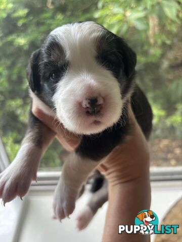 BORDER COLLIE PUPPIES -Pure Bred Medium Coat - Rare Colours