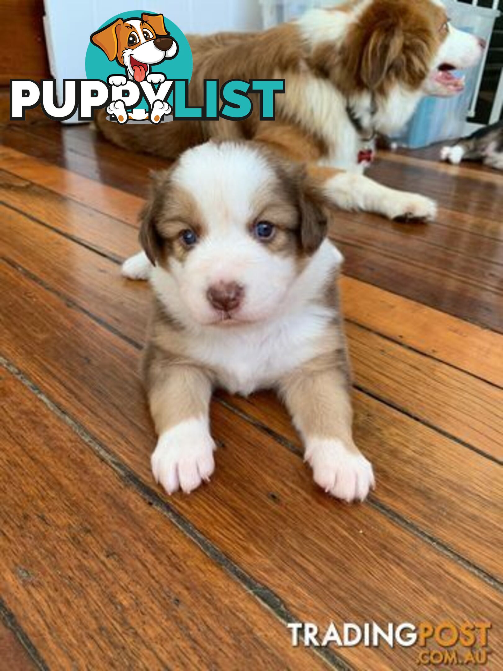 BORDER COLLIE PUPPIES -Pure Bred Medium Coat - Rare Colours