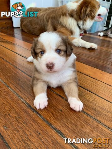 BORDER COLLIE PUPPIES -Pure Bred Medium Coat - Rare Colours