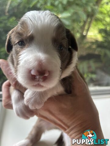 BORDER COLLIE PUPPIES -Pure Bred Medium Coat - Rare Colours