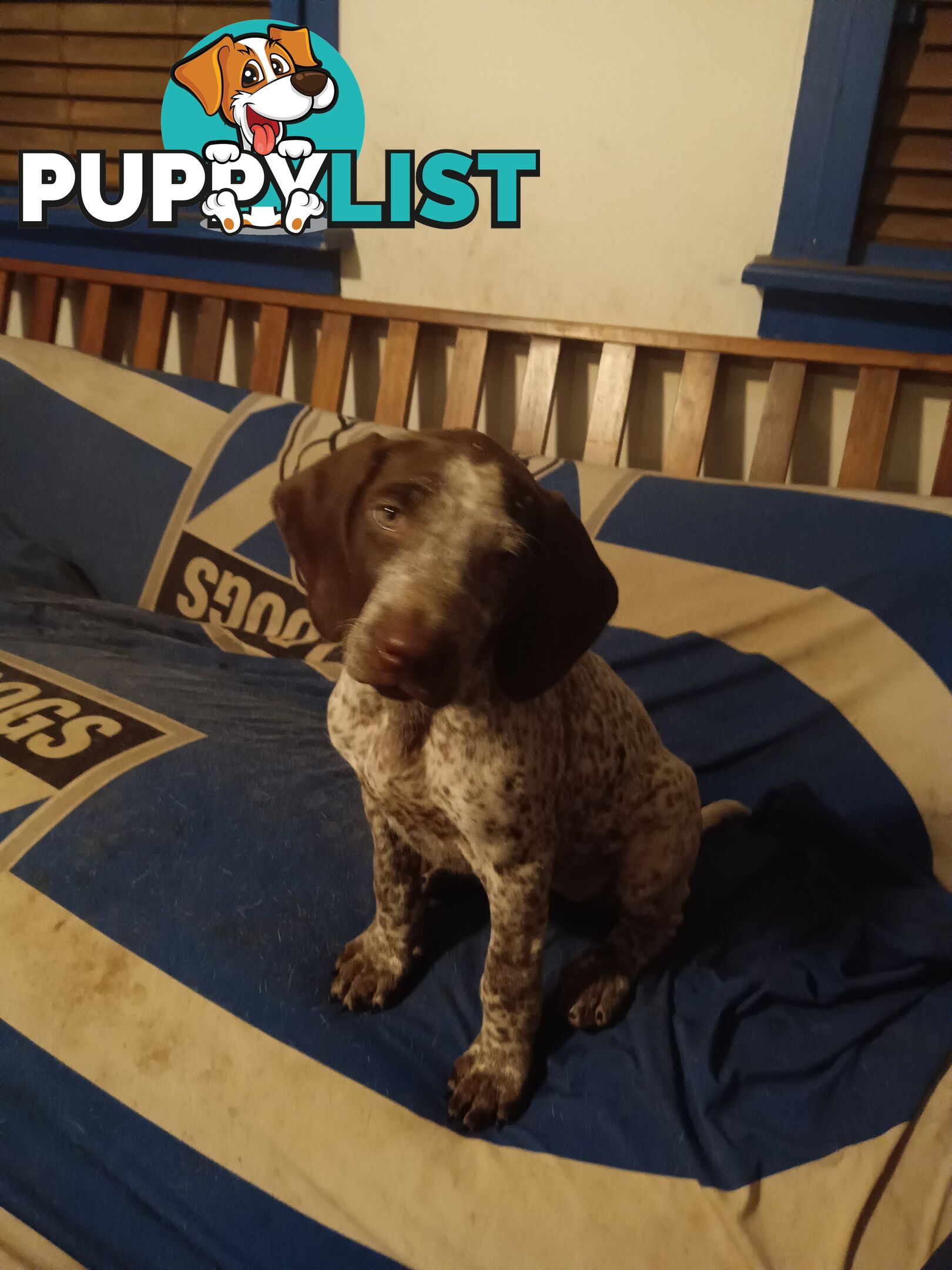 German Shorthair Pointer Puppies