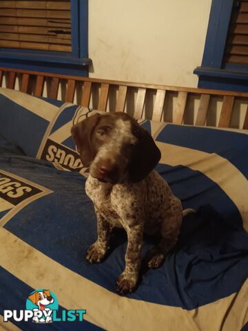 German Shorthair Pointer Puppies