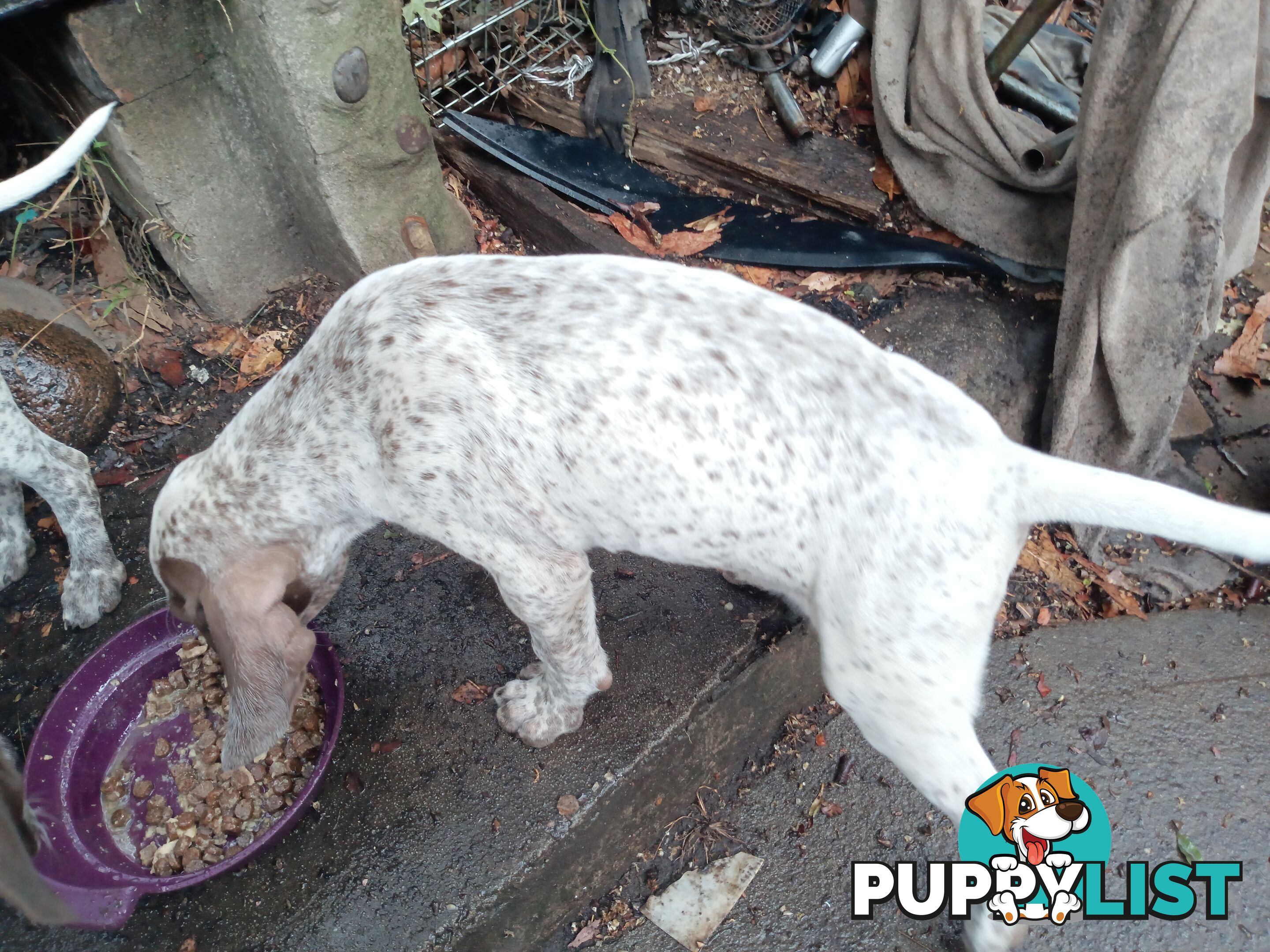 German Shorthair Pointer Puppies