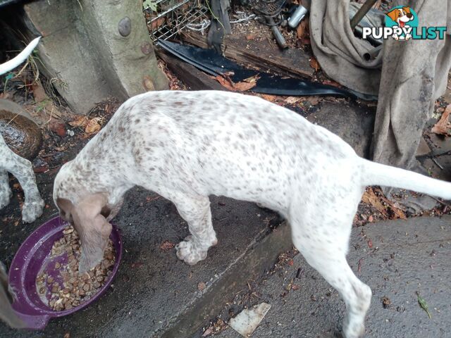 German Shorthair Pointer Puppies