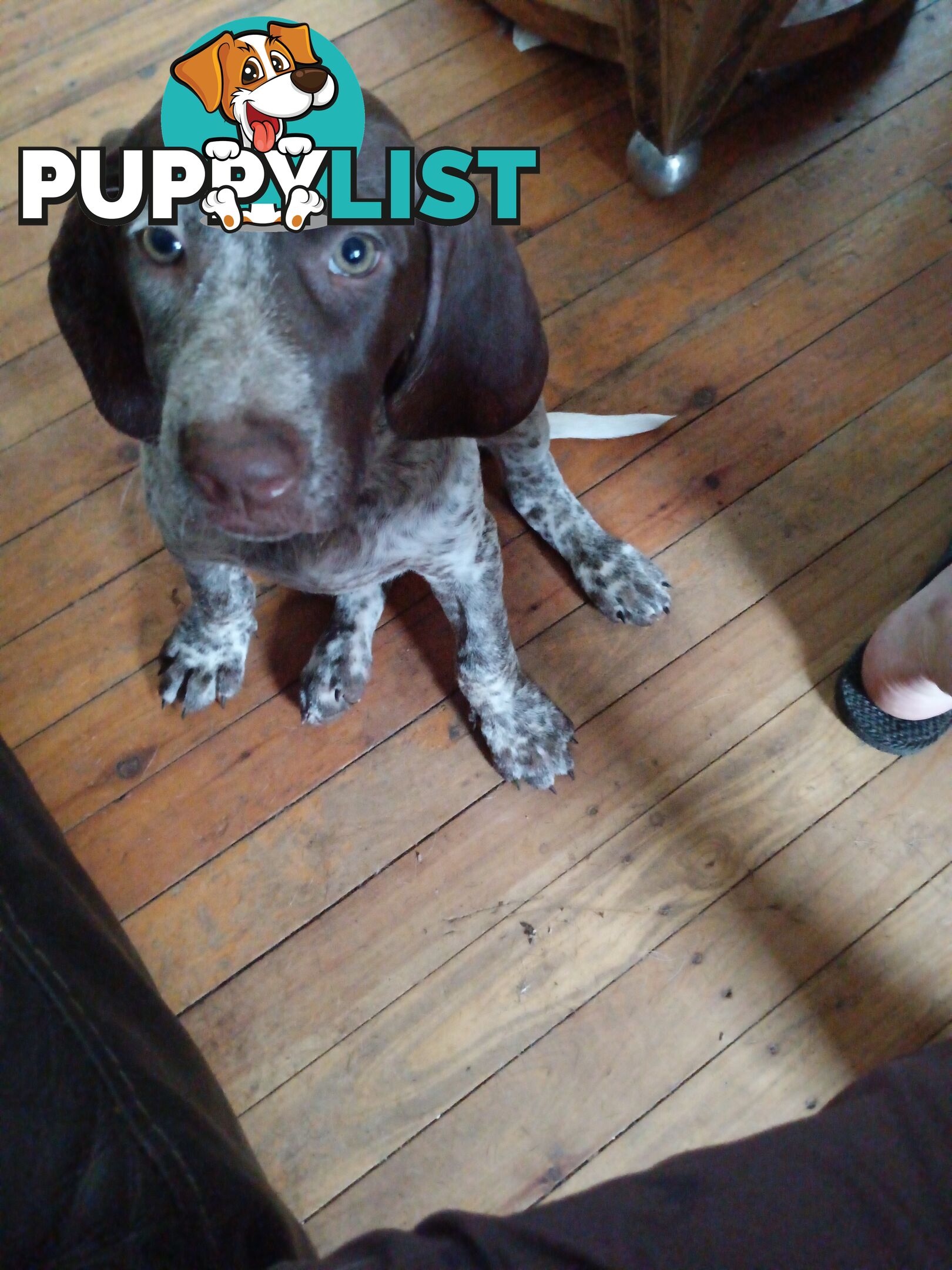 German Shorthair Pointer Puppies